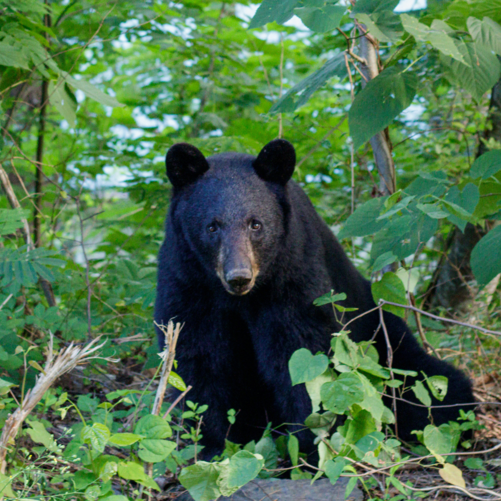 Black Bear in Smoky Mountain National Park